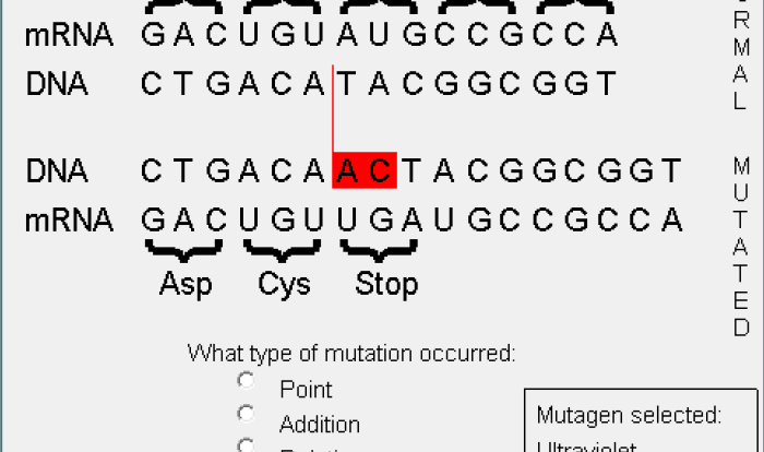 Dna mutation simulation worksheet answer key