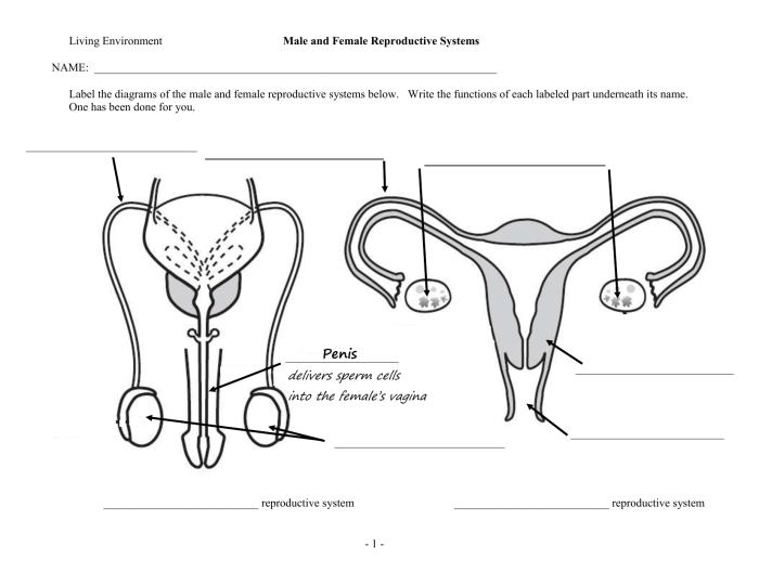 Anatomy of the reproductive system review sheet 42