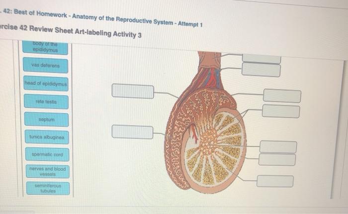 Anatomy of the reproductive system review sheet 42