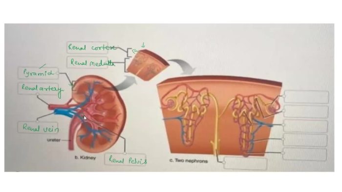 Correctly label the anatomical features of the otolithic membrane.