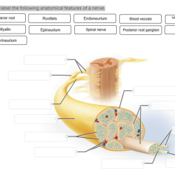 Correctly label the anatomical features of the otolithic membrane.